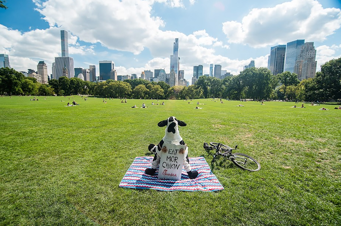 Cows rites of passage in New York City-Cow relaxing in Cantral Park